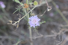 Scabiosa triandra