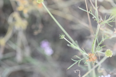 Scabiosa triandra