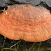 Northern Cinnabar Polypore - Photo (c) melissahalton, some rights reserved (CC BY-NC)