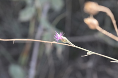 Centaurea glaberrima