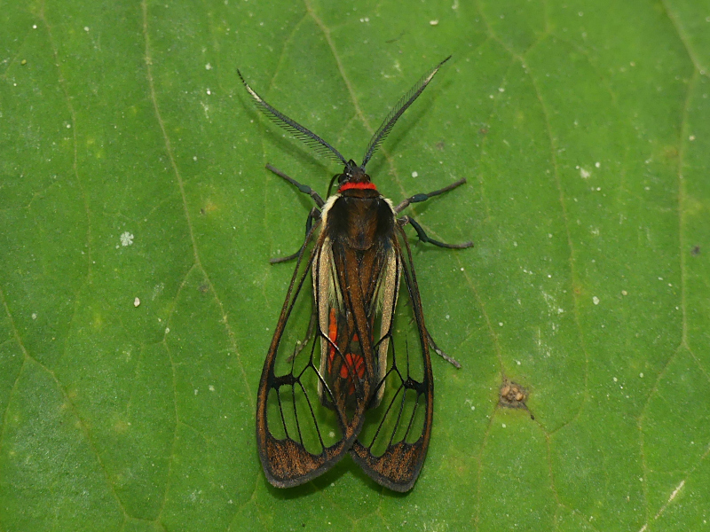 Argyroeides rubricauda