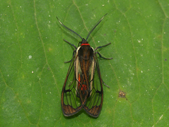 Argyroeides rubricauda
