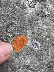 Caloplaca cinnabarina