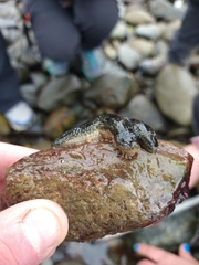 Anasterias antarctica