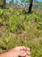 Schizachyrium stoloniferum