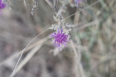 Centaurea glaberrima