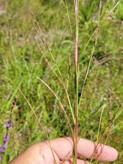 Schizachyrium stoloniferum