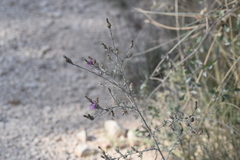 Centaurea glaberrima