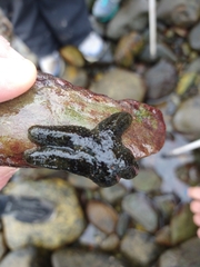 Anasterias antarctica