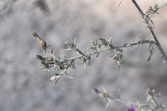 Centaurea glaberrima