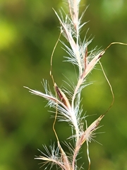 Schizachyrium stoloniferum