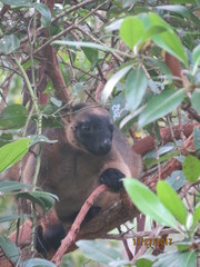 Dendrolagus lumholtzi