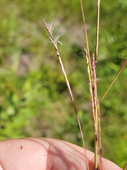 Schizachyrium stoloniferum