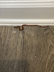 Storeria occipitomaculata obscura