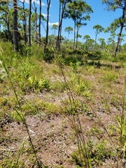 Schizachyrium stoloniferum