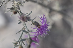 Centaurea glaberrima