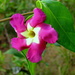Temnadenia violacea - Photo (c) Alex Popovkin, Bahia, Brazil, algunos derechos reservados (CC BY-NC-SA)