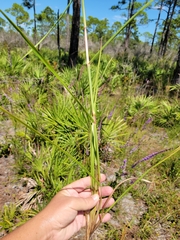 Schizachyrium stoloniferum