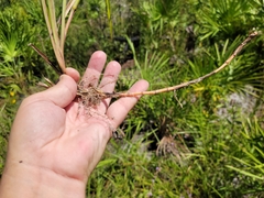 Schizachyrium stoloniferum