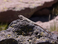 Liolaemus austromendocinus