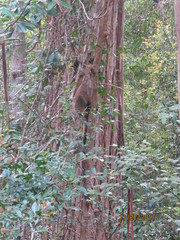 Dendrolagus lumholtzi