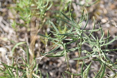Galatella linosyris