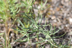 Galatella linosyris