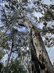 Eucalyptus megacarpa