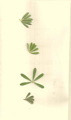 Indigofera flabellata