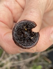 Eucalyptus megacarpa