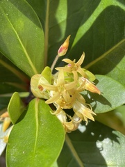 Pittosporum roimata