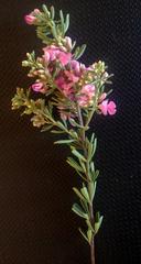 Indigofera flabellata