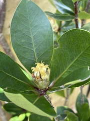 Pittosporum roimata
