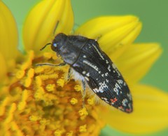 Acmaeodera mudgei