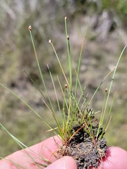 Eleocharis atropurpurea