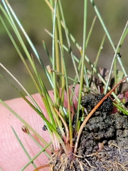 Eleocharis atropurpurea