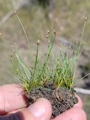 Eleocharis atropurpurea