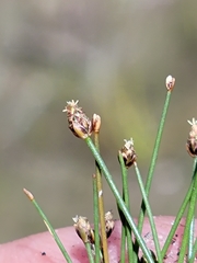 Eleocharis atropurpurea