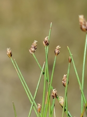 Eleocharis atropurpurea