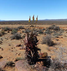 Aloe microstigma microstigma