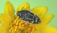 Acmaeodera mudgei