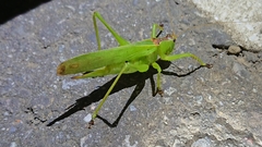 Hexacentrus unicolor