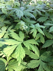 Hydrophyllum tenuipes