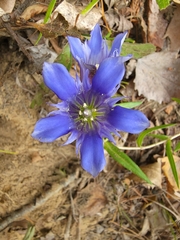 Gentiana puberulenta
