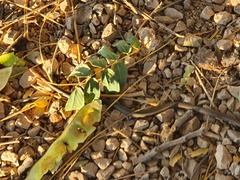 Demansia quaesitor