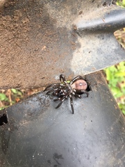 Antrodiaetus pacificus