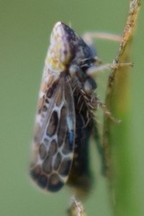 Errastunus ocellaris