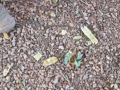 Demansia quaesitor