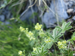 Alchemilla alpigena