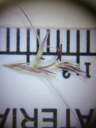 Image of Triplasis americana by (c) Jay Horn, some rights reserved (CC BY)